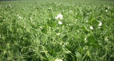 Co zasadit příští rok po hrachu, nejlepším předchůdci v střídání plodin